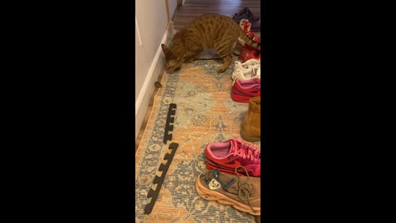 Cat playfully interacts with mouse on carpet in Billings, Montana, USA