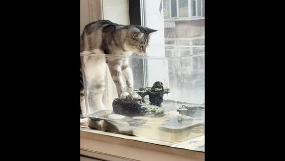 Curious cat knocks turtles off their resting spots and into the water in Heilongjiang, China