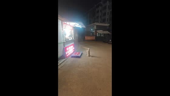 Stray dog adorably stands on hind legs to beg for food in Jiangsu, China