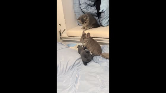 Playful encounter between kitten and chinchilla ends in a cute chase in Shandong, China