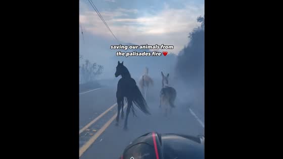 Horses running to safety as fires devastate Malibu