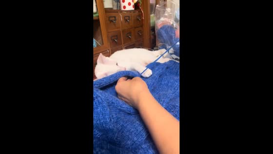 Mischievous cat interrupts sewing in Jiangsu, China