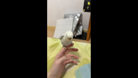 Bird flaps wings rapidly while perched on owner’s finger in Liaoning, China