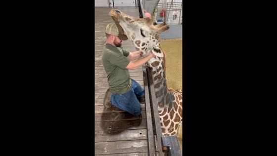 Giraffe hugs: heartwarming interaction in Ardmore, Oklahoma