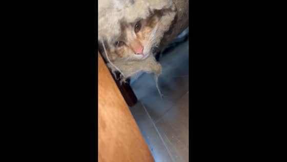 Cat hides inside a chair in Concepción, Chile