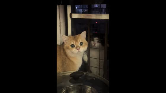 Secret cat meetup caught on camera in Guangdong, China