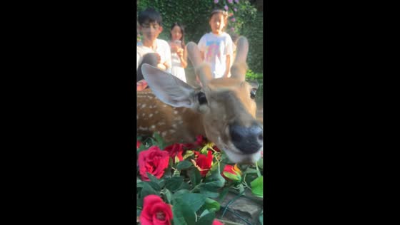 Close encounter with a gentle deer in Henan, China