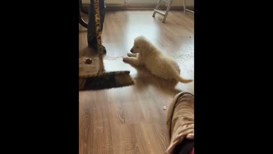 Dog gently swept along the floor in Szczecin, Poland