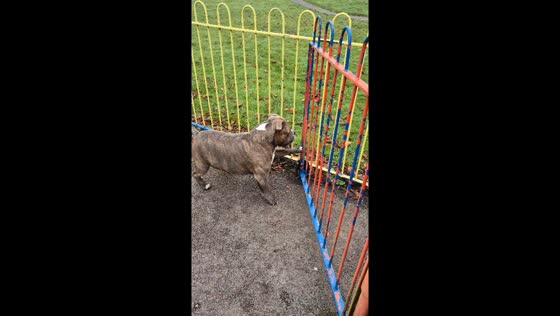 Playful American Bully opens gate and runs to playground in Wythenshawe, England, UK