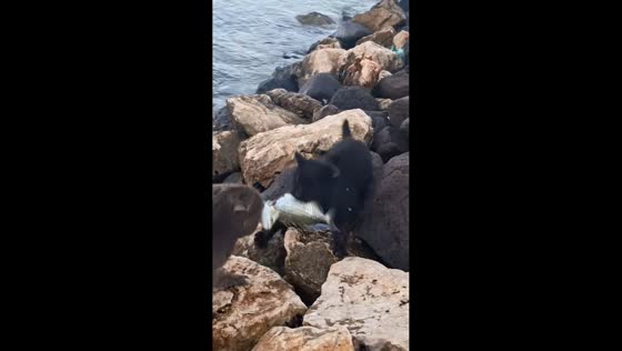 Cats fight over fish before one steals it in Yunnan, China