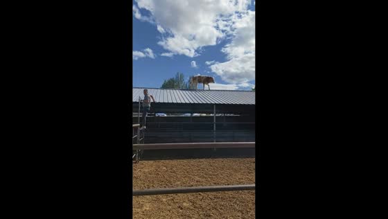 Cow leaves onlookers puzzled after climbing onto barn roof in Shandong, China
