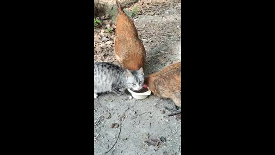 Chickens outcompete cat during feeding in Zhejiang, China