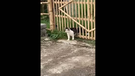 Cat gets stuck after exploring neighbor’s yard in Bondowoso, Indonesia