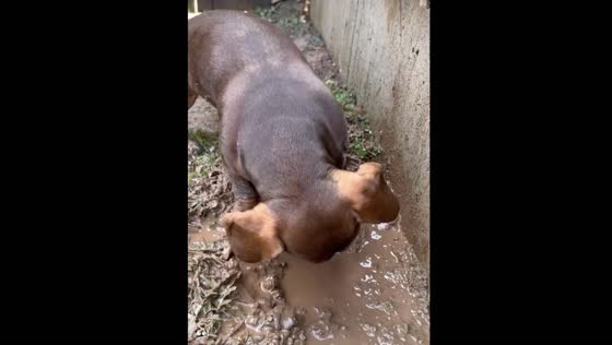 Muddy adventures of Sal the Mini Dachshund in Hereford, UK!