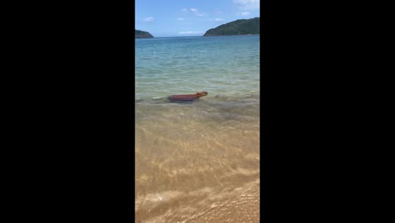 Capybara swims in the sea at a beach in Búzios, Brazil