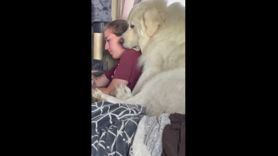 Dog begs for pizza in Fairfield, Idaho