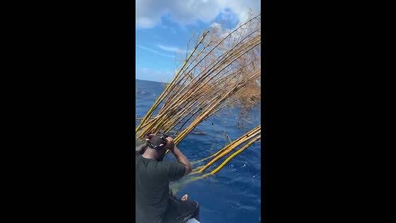 Boaters investigate unusual bamboo cluster floating upright off St. Croix, USA