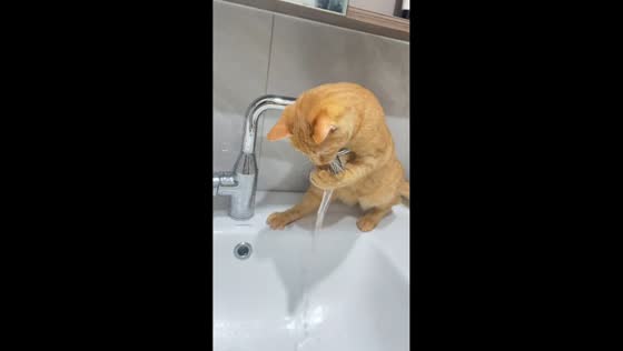 Playful cat enjoys water from faucet in Sichuan, China