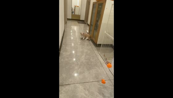 Cat bumps into small glass door while chasing in Shanghai, China