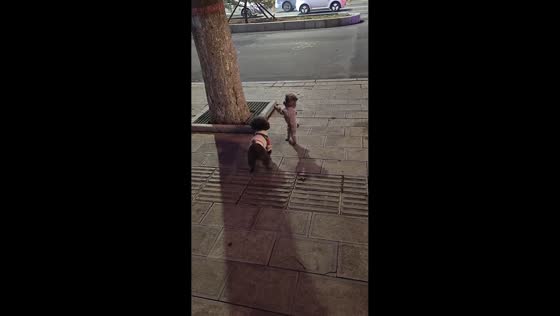 Dog repeatedly bumps another dog in funny street interaction in Hebei, China