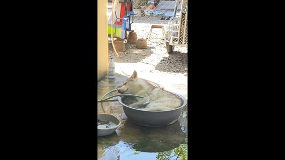 Max the cool canine: beating the heat in Nueva Ecija