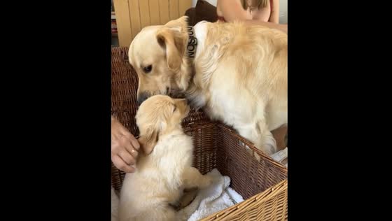 Puppy named Digby welcomed by older dog in Southampton, UK
