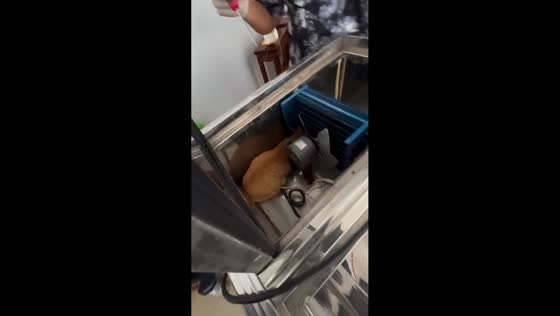 Cat rescued from dangerous machinery in Bangkok, Thailand