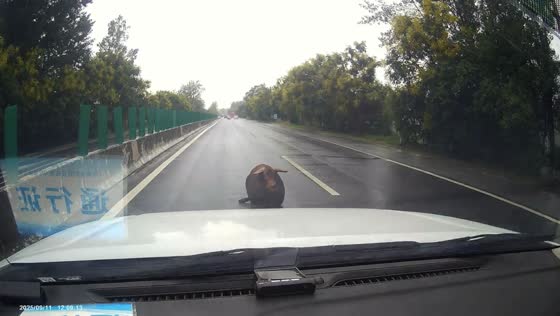 Pigs tumble onto highway after truck mishap in Henan, China