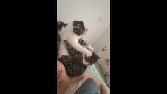 Cats pause playful squabble when owner speaks in Liaoning, China
