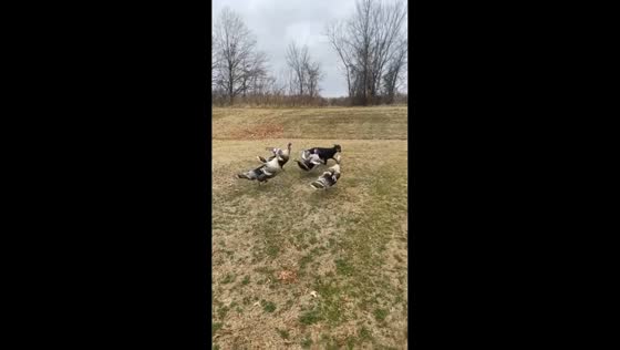 Doberman chased by turkeys in Biscoe, Arkansas, USA