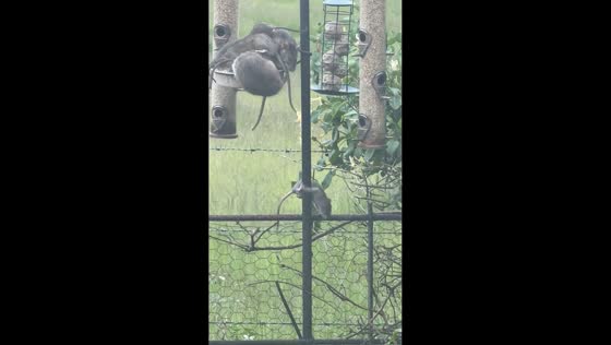 Rats feed inside bird feeder setup in Market Rasen, England, UK
