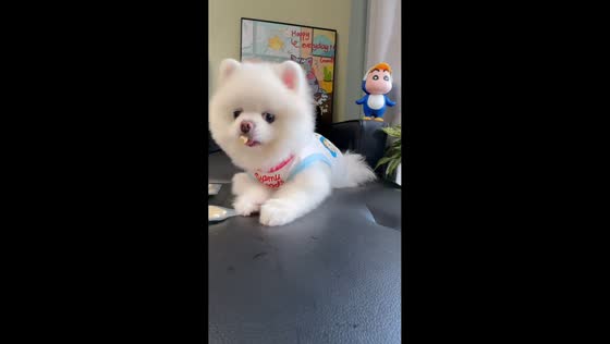 Dog protects treats and gives side-eye in Hebei, China