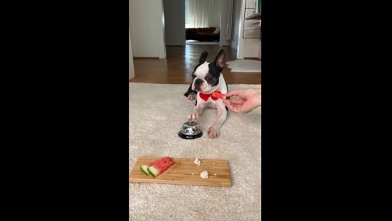 Dog rings bell for food, refuses watermelon in Italy