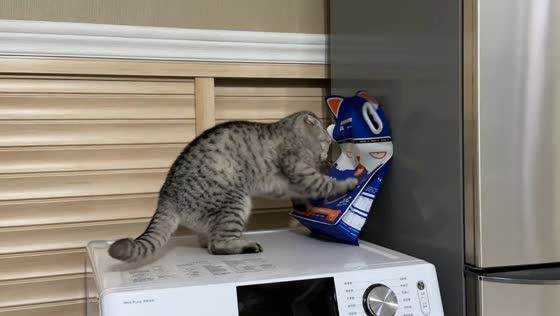 Cat struggles to get food from pack in Zhejiang, China
