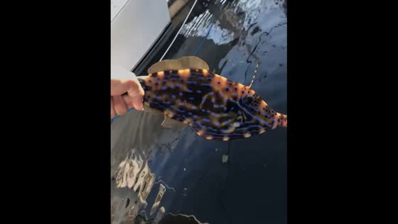 Person catches Aluterus scriptus with bare hands in Delray Beach, Florida