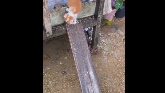 Kitten's slippery slide: a misadventure from the edge of a wooden abode