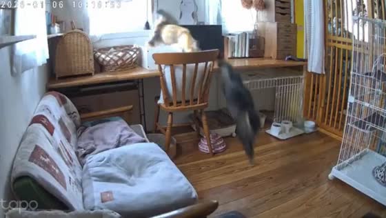 Cats calmly observe earthquake in Hakuchi, Tottori, Japan