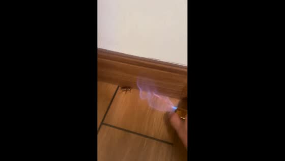 Cockroach caught in flammable spray fire in Guangdong, China