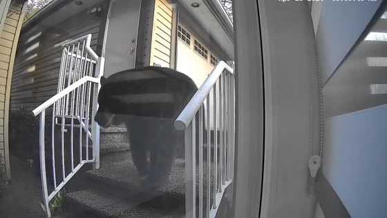 Black bear roams through North Vancouver compound 