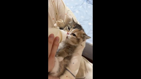 Sleepy kitten feeds on milk bottle in Guangdong, China