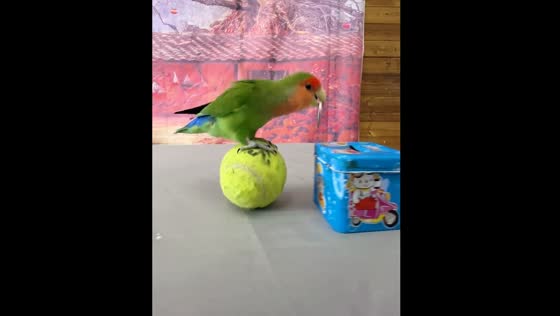 Parrot performs tricks and returns to cage in Shandong, China