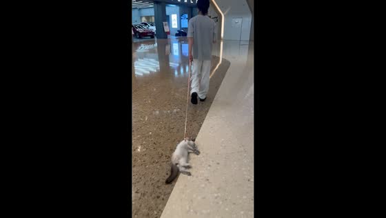 Cat refuses to move while being pulled in mall in Hubei, China