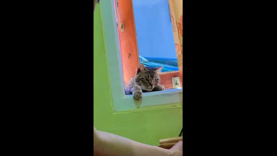 Curious cat peeks through the window!