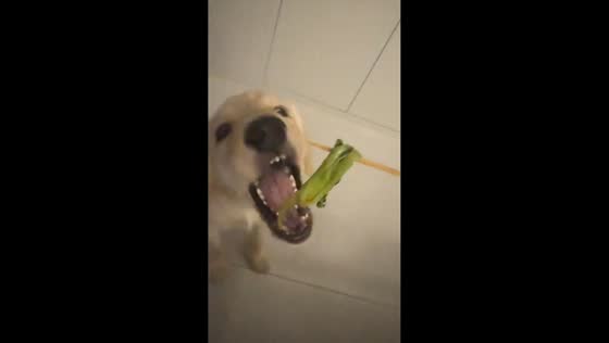 Golden Retriever carefully takes vegetable from owner in Jiangxi, China