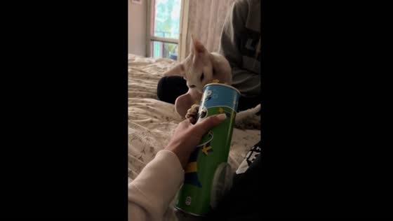 Cat opens Pringles can and eats the contents in Södertälje, Sweden