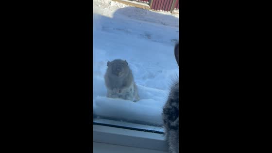 Cat and rat share unusual standoff on snowy windowsill in Astana, Kazakhstan
