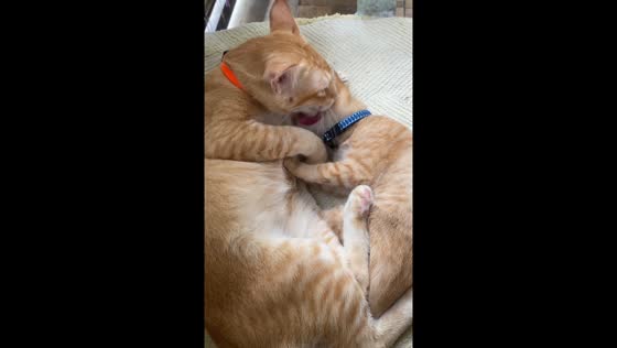 Kitten comforted by father after two days of illness
