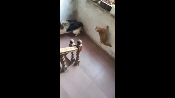 Dog startled by cat on stairs in Guangdong, China