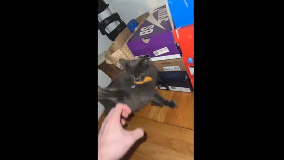 Cat aggressively defends stolen chicken in San Jose