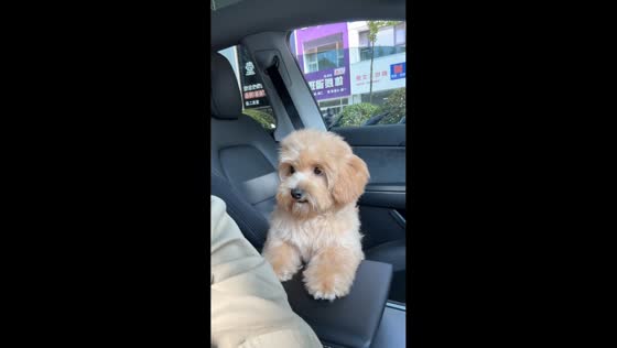 Funny interaction between dog and owner in Shandong, China
